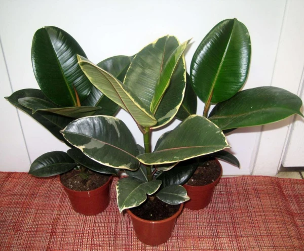 How to Wipe the Leaves of Houseplants from Dust for a Shiny Appearance