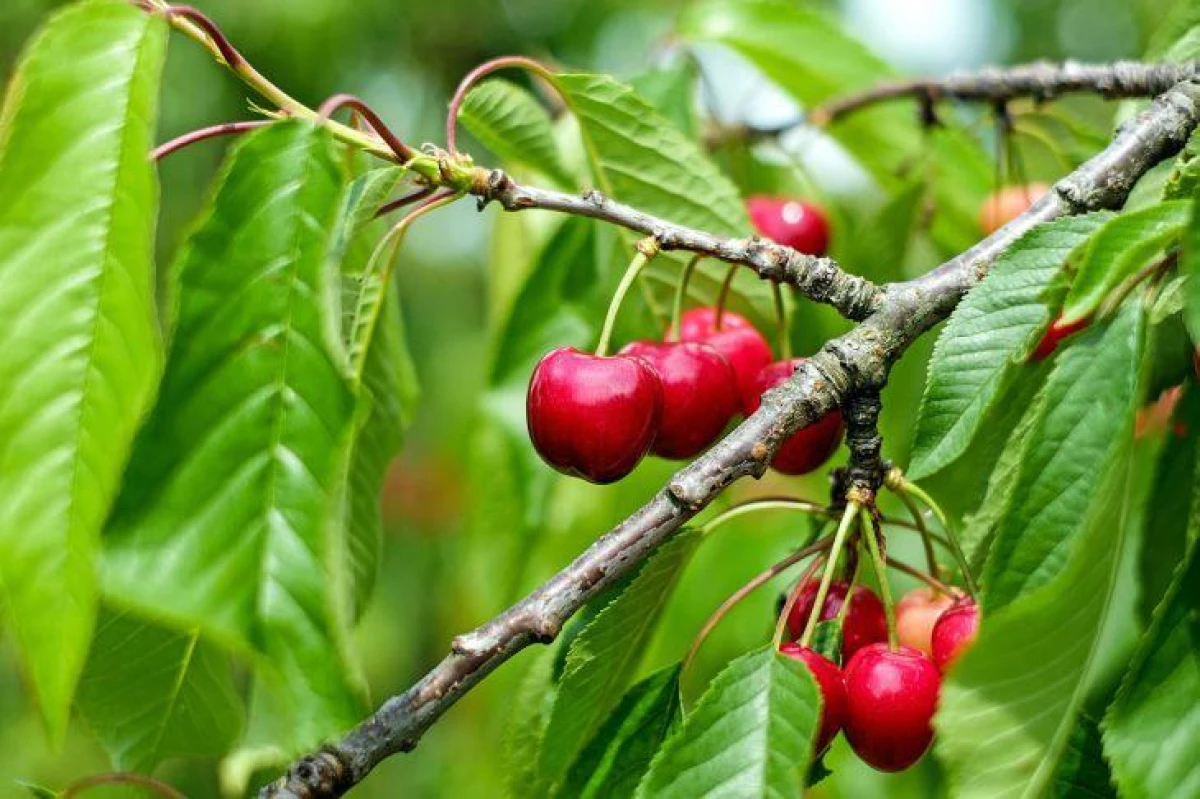 How to Care for Cherry Trees to Get Delicious Berries Every Year