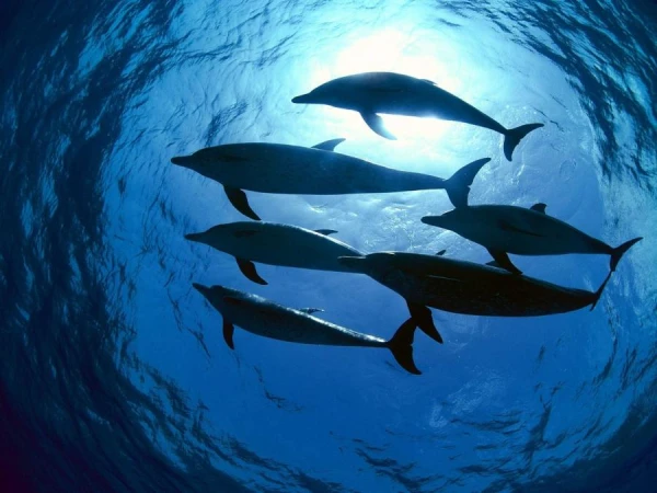 Are Dolphins Afraid of Sharks?