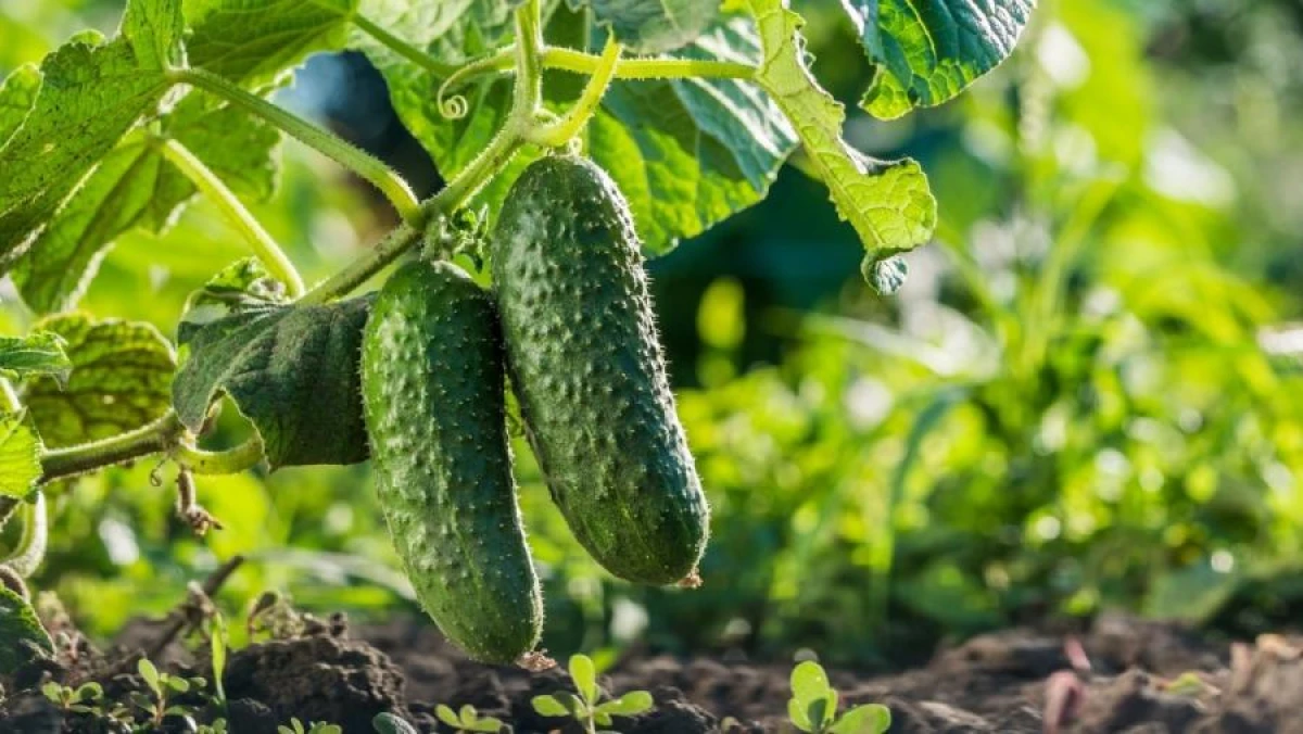 Spring Cucumber Planting: Useful Additives in the Hole