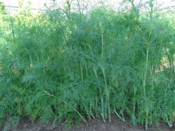 How to Grow Lush Dill Bushes: Simple Tips