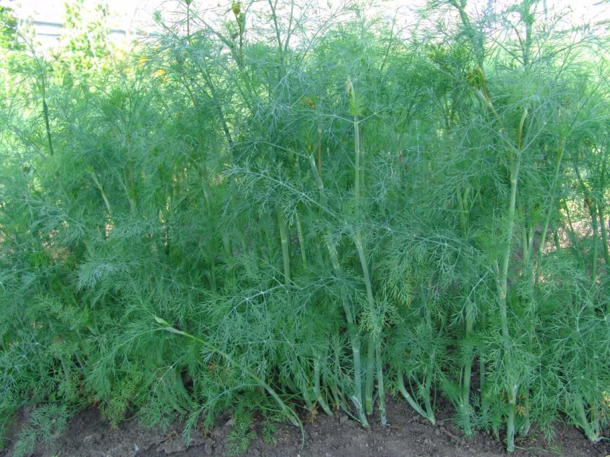 How to Grow Lush Dill Bushes: Simple Tips