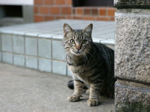 Why Domestic Cats Strive to Go Out into the Stairwell