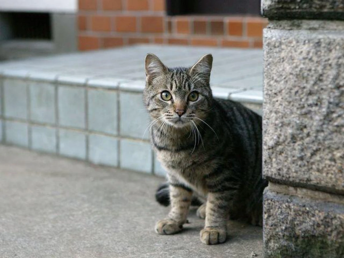 Why Domestic Cats Strive to Go Out into the Stairwell