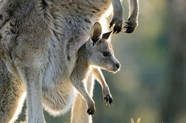 How do marsupial infants empty their intestines?