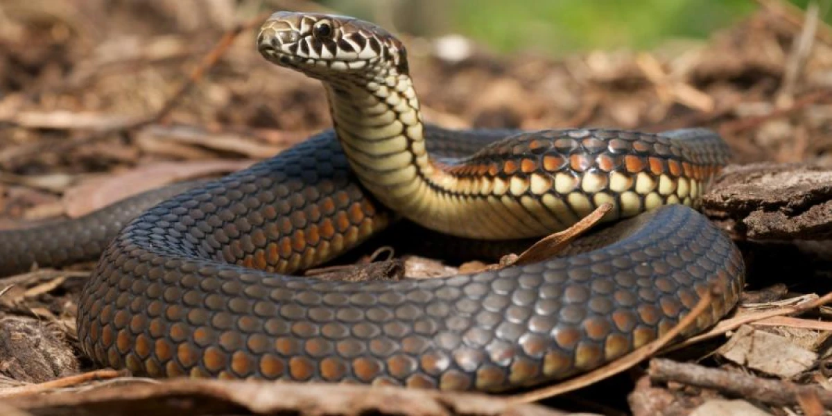 How to Distinguish a Venomous Snake from a Non-Venomous One?