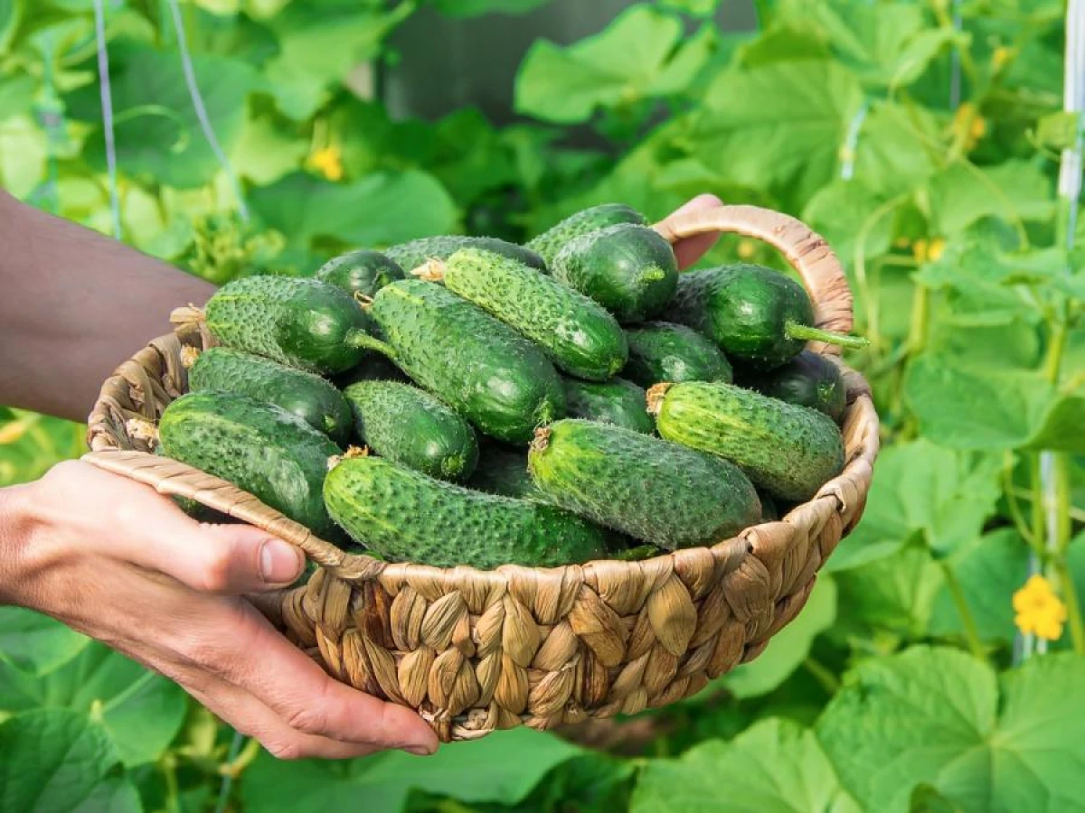 Cucumber Fertilization: Tips from Experienced Gardeners