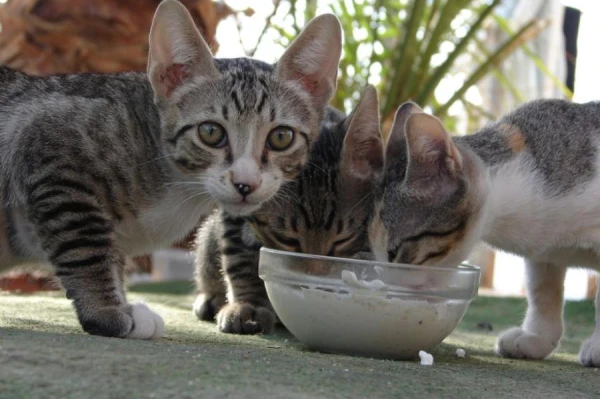 Can Cats and Dogs Follow a Vegetarian Diet?