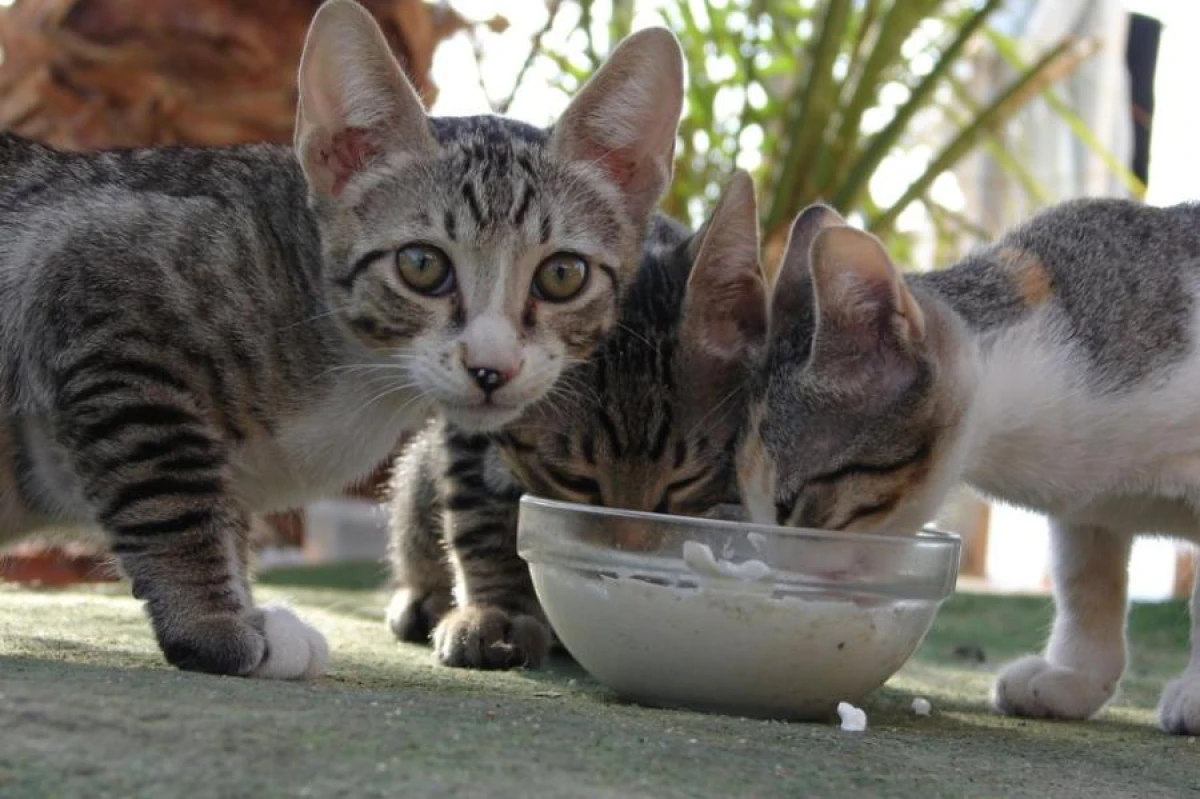 Can Cats and Dogs Follow a Vegetarian Diet?