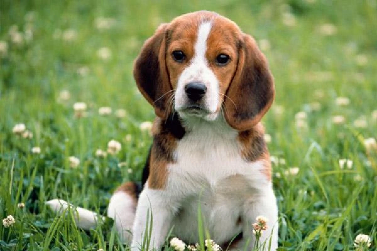 Why Dogs Lick Strangers: Amazing Facts