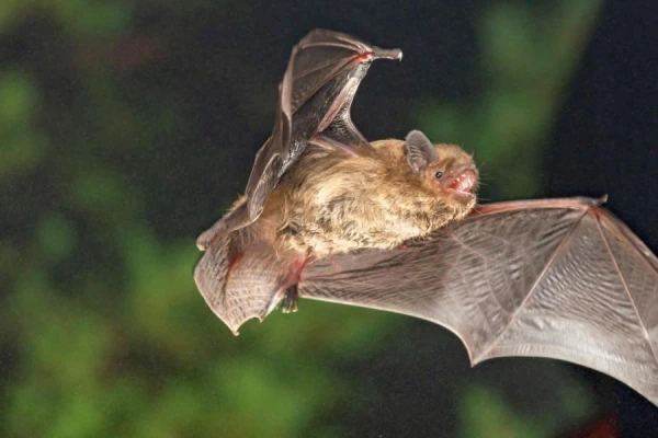 Why Bats Imitate Wasps