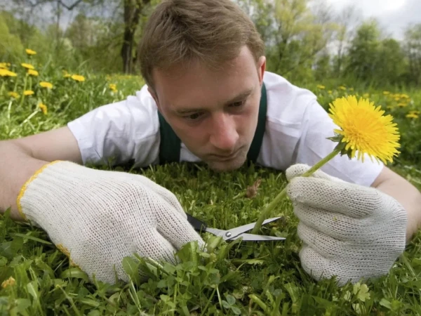 Why Dandelions Grow Massively in the Garden: The Reason Will Surprise Gardeners