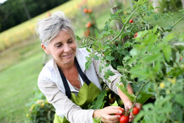 How to Fertilize Tomatoes, Cucumbers, and Peppers in the Garden