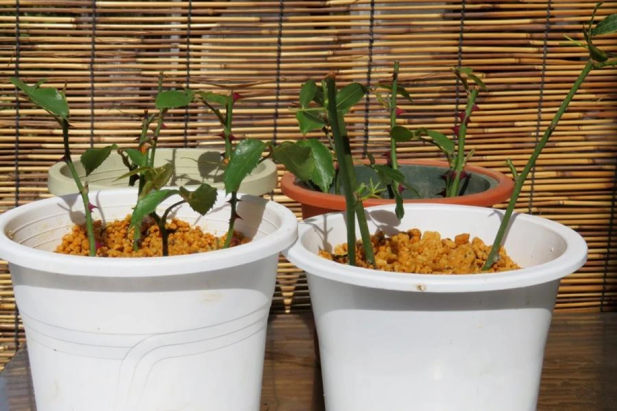 How to Properly Root Cuttings for Planting in Soil