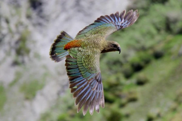 Kea Parrots Understand the Basics of Probability Theory