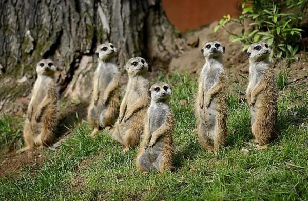 The Smell of Meerkats: How Microbes Shape Their Aroma