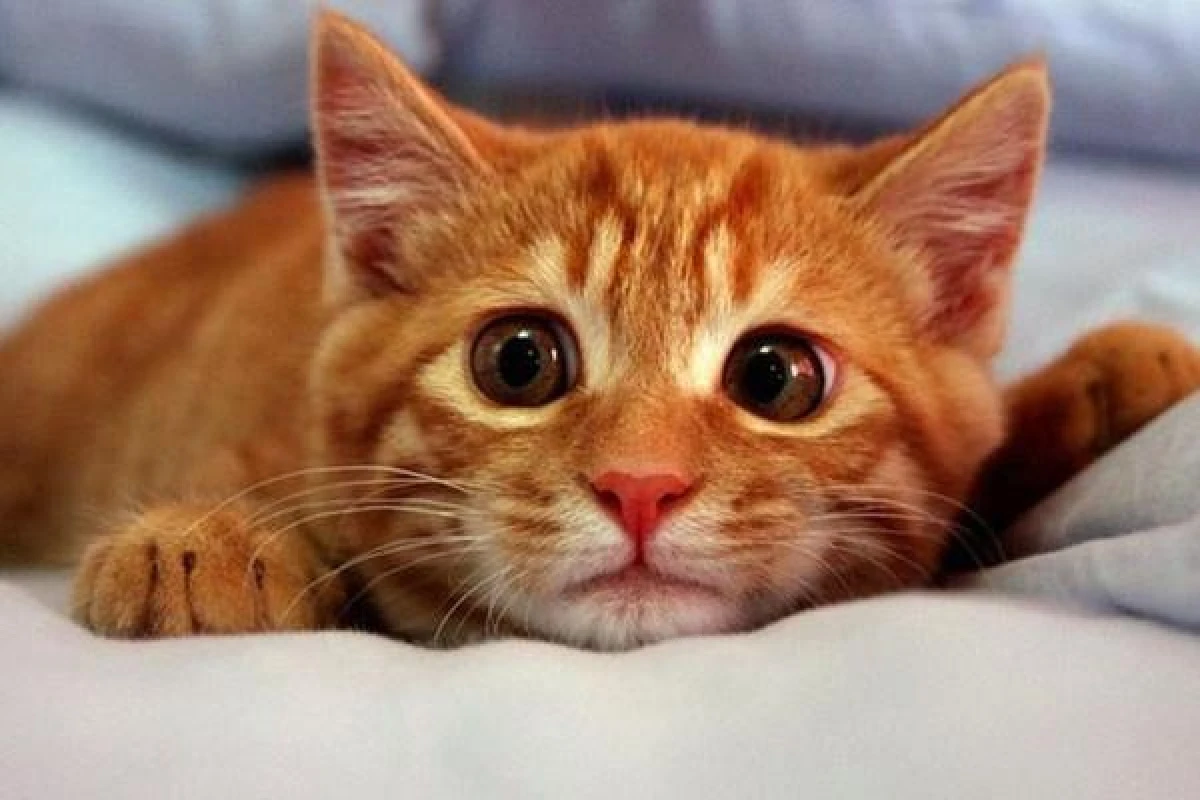 Why Do Cats Remember Names Well?