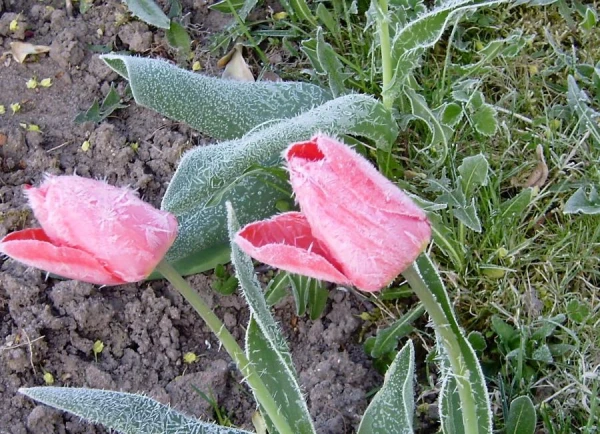 заморозки, тюльпаны