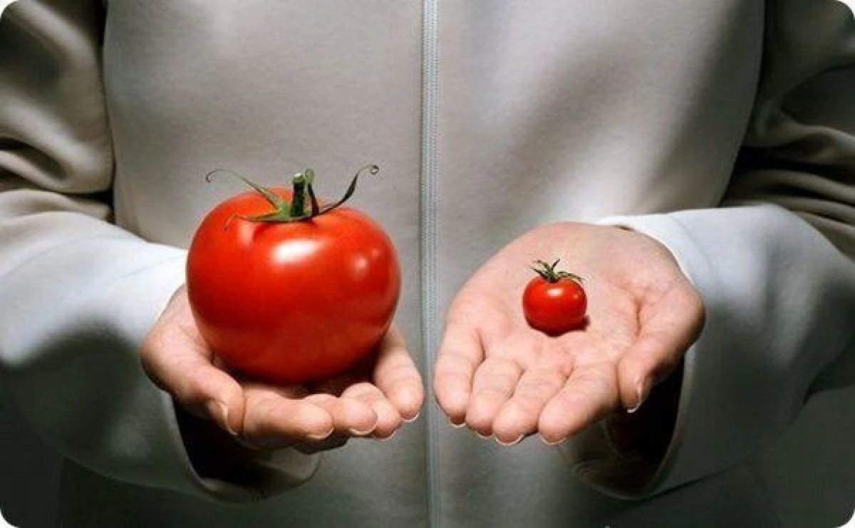 5 Secrets for Increasing Tomato Yields