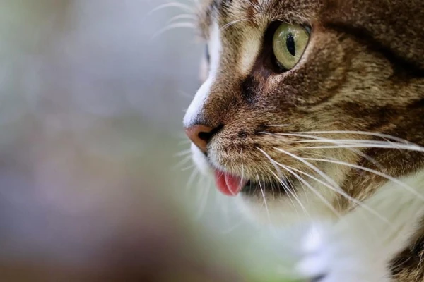 Why Domestic Cats Are Becoming Larger Than Their Ancestors?