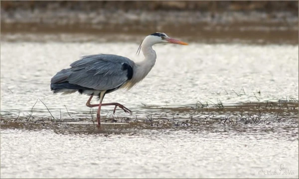 Why does a heron stand on one leg?