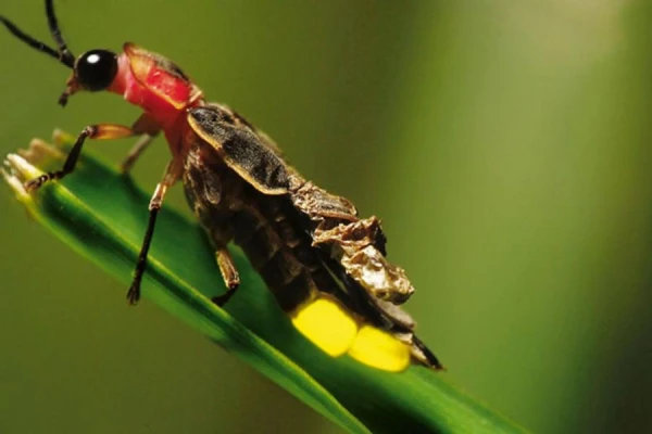 Why Do Fireflies Glow?