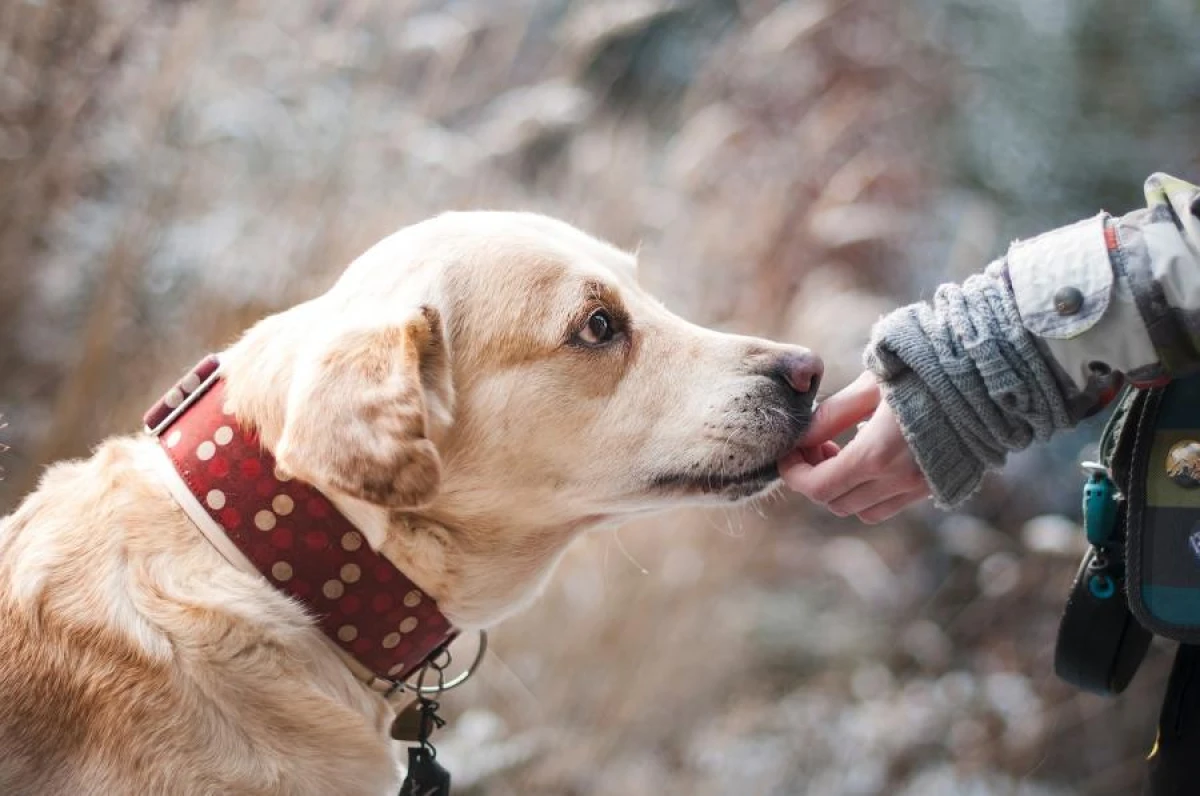 Dogs Can Grieve for Their Deceased Companions: Study Confirms