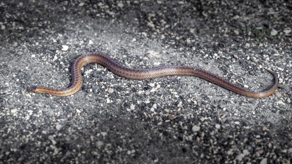 Why summer residents should not kill vipers and how to get rid of them