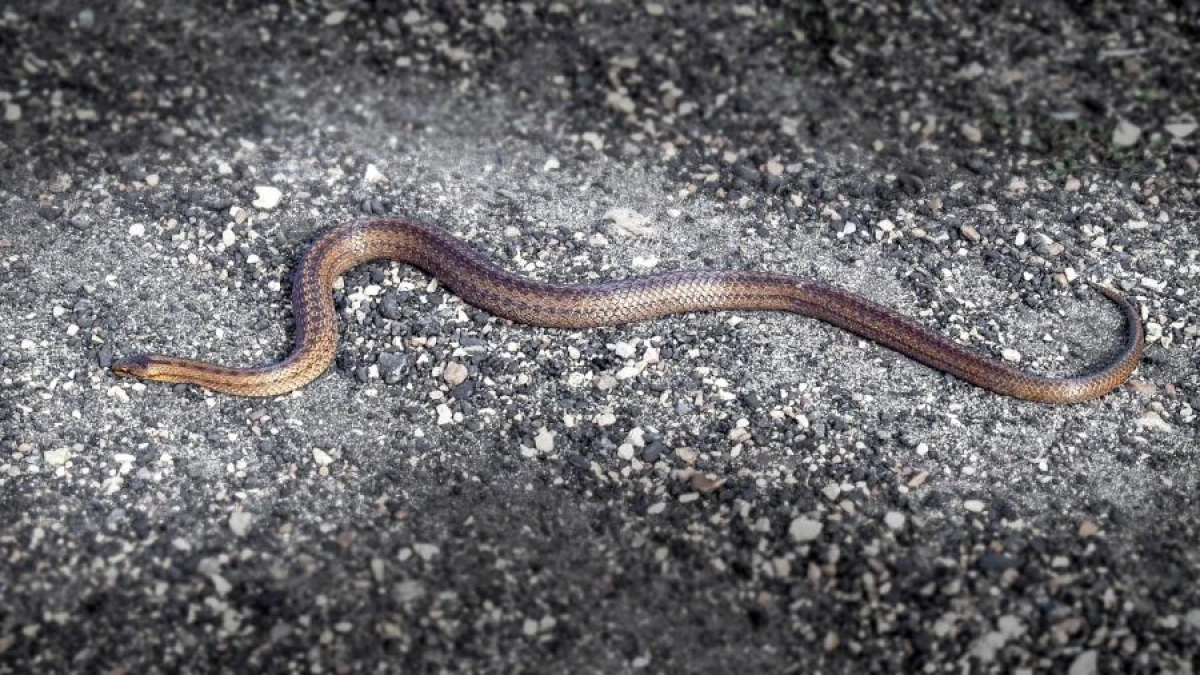Why summer residents should not kill vipers and how to get rid of them