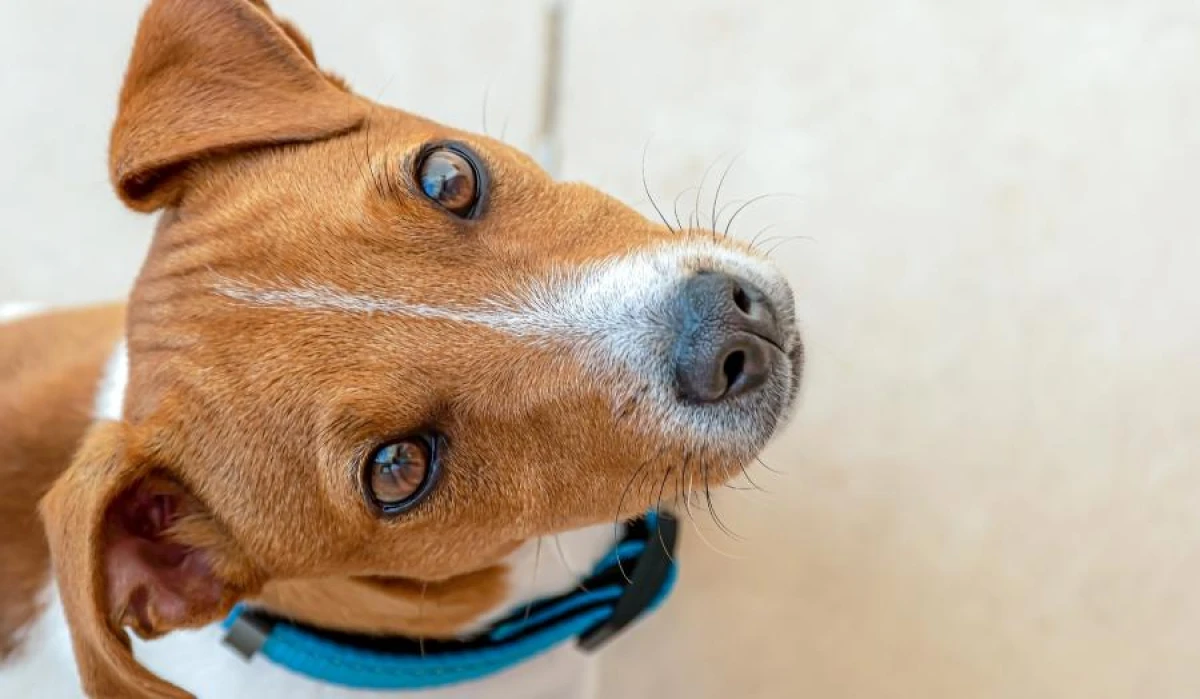 Jack Russell Terrier: Interesting Facts and Breed Description