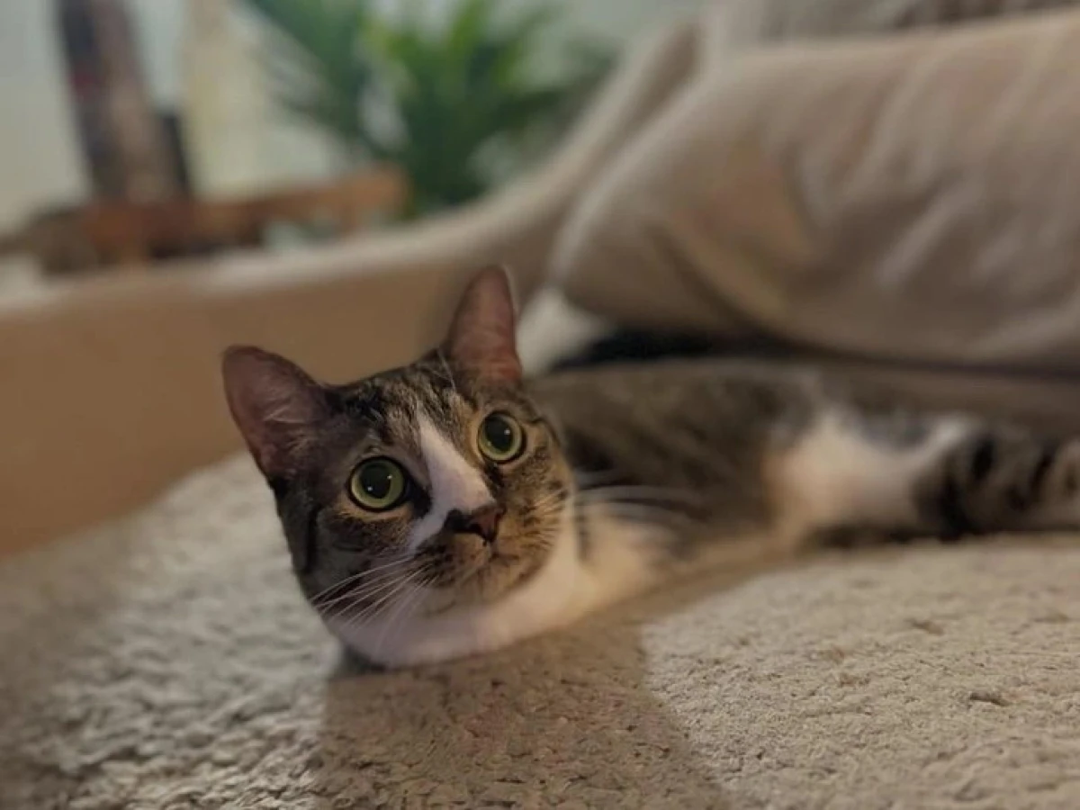 Кошка Утка