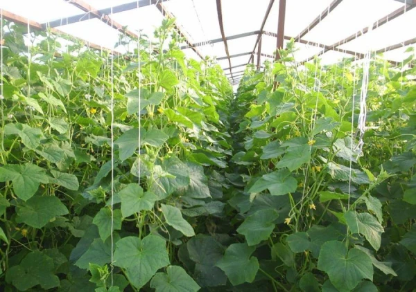 How to Speed Up Cucumber Growth with Fertilizer