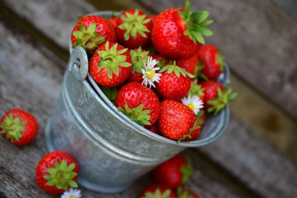 Why Strawberries Do Not Bloom and Bear Fruit: Important Rules