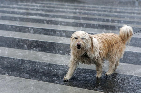 How to Train Your Dog Not to Approach Strangers