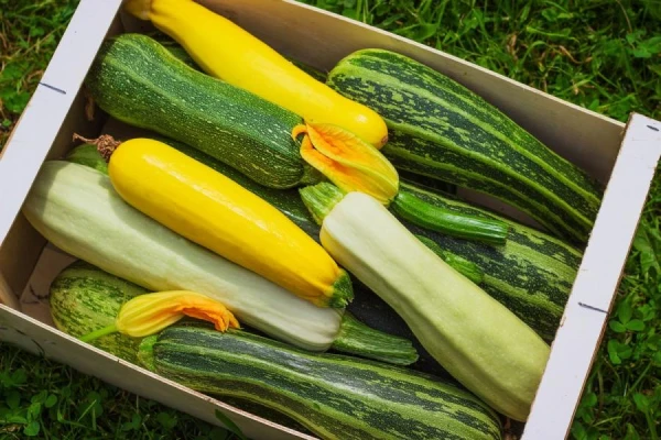 What Can Be Sown in Late Spring and Early Summer