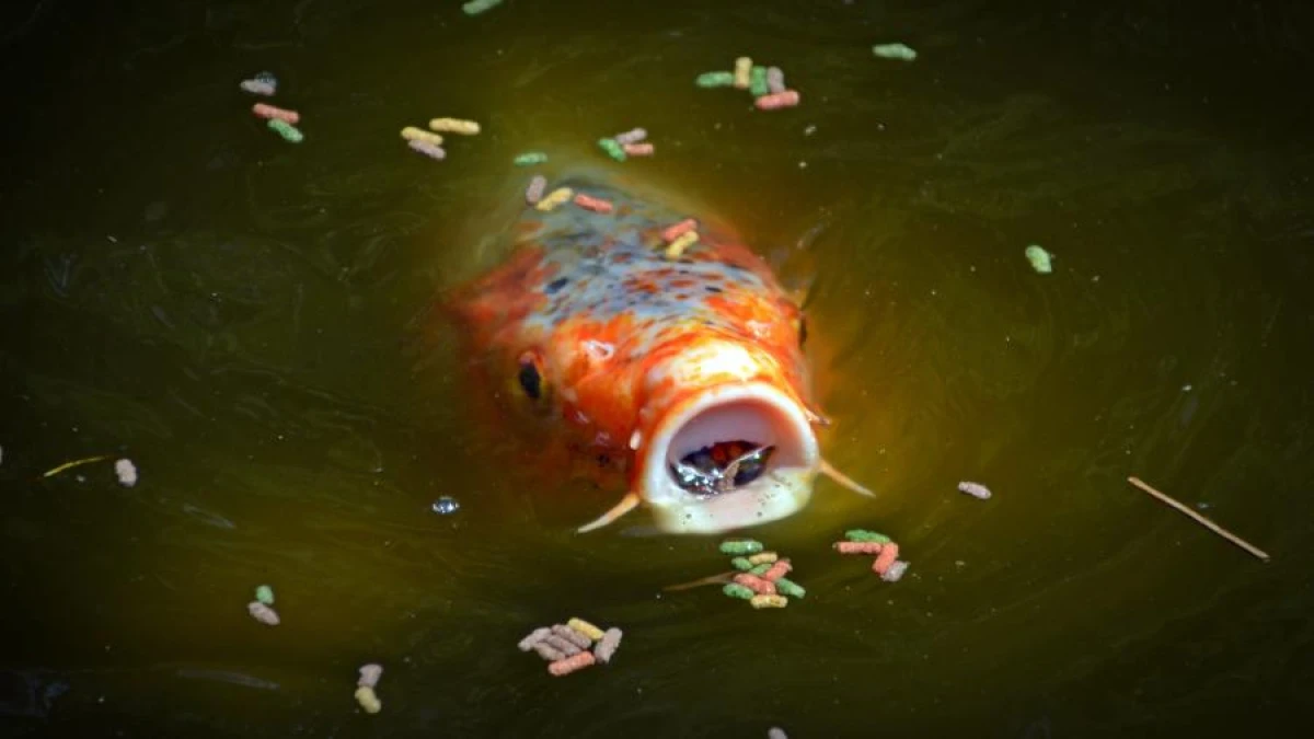 Not All Fish Are Mute: New Research