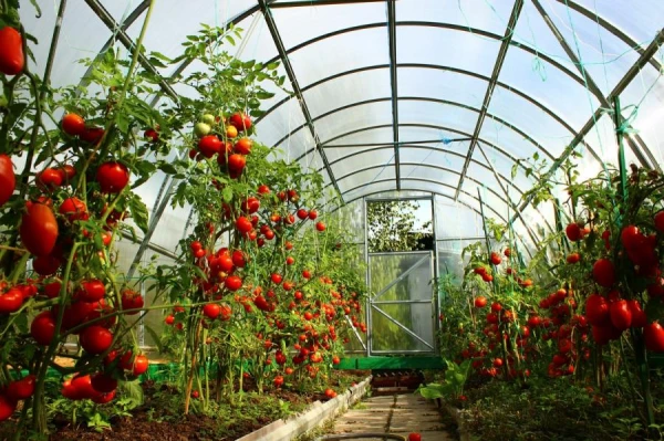 Tomato Watering Rules: What You Need to Know