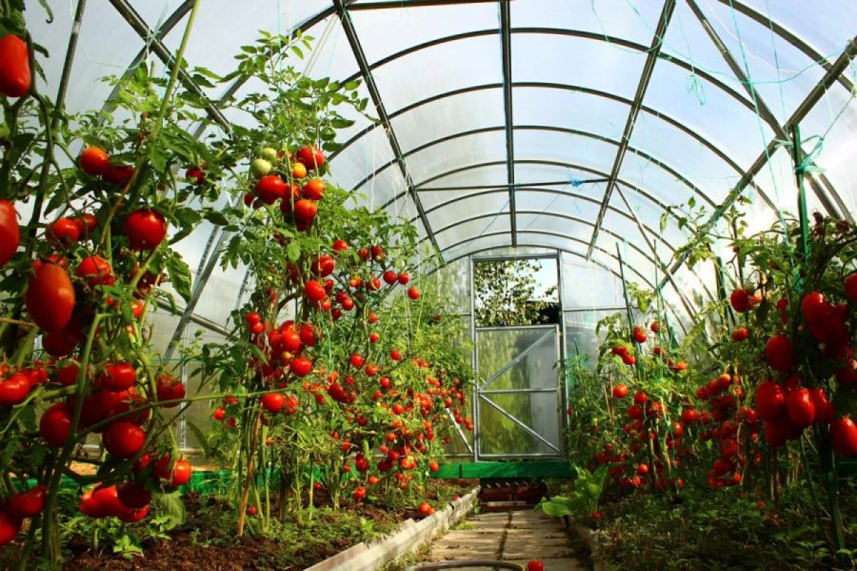 Tomato Watering Rules: What You Need to Know