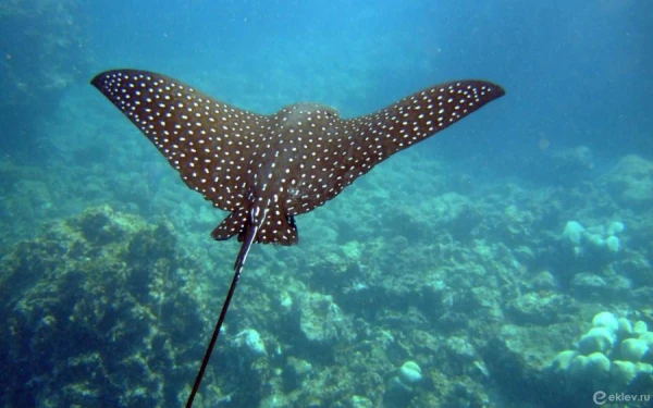 How do eels and rays generate electric current?