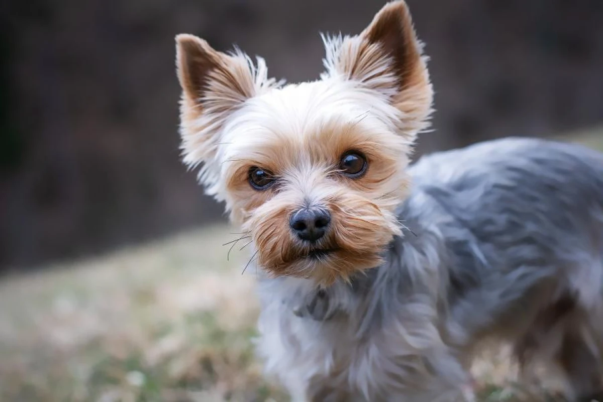 From Aristocratic to Funny: Over 100 Name Ideas for Small Dogs