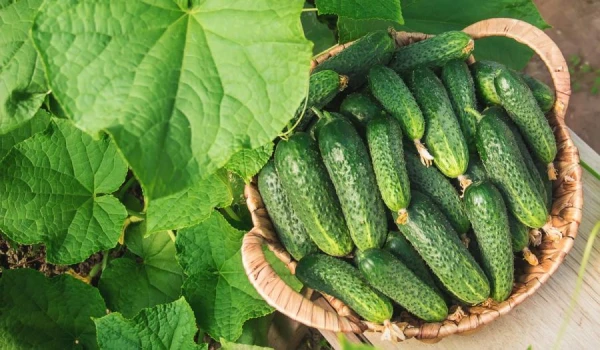 Just 2 tablespoons of this remedy — and cucumbers won’t turn yellow until October
