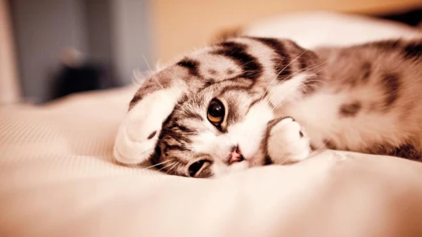 Do Cats Want to Become Mothers? Expert Opinions