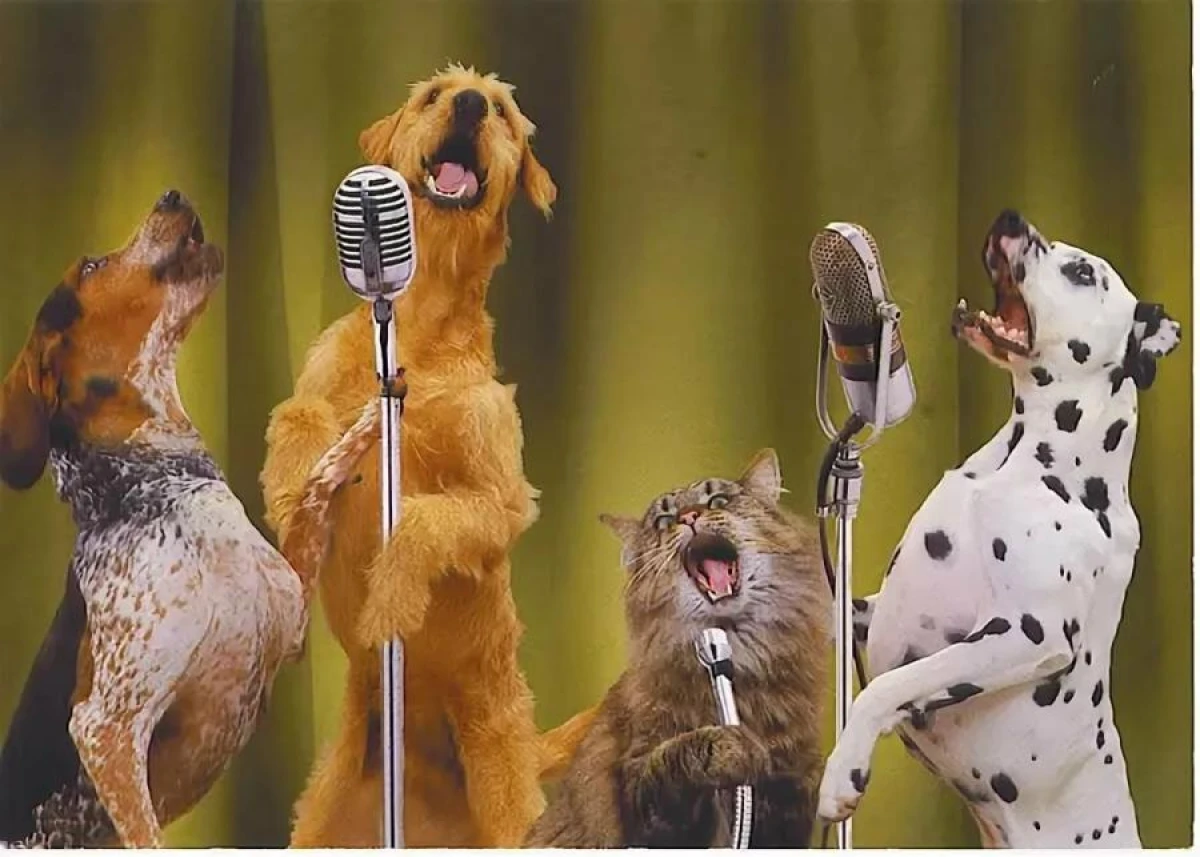 Why Dogs 'Sing' Along to Music: An Explanation from Experts