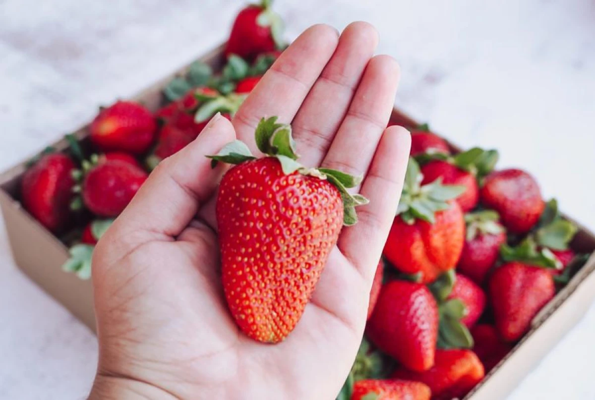 How to Achieve a Luxurious Strawberry Harvest: Care Tips
