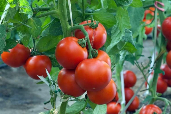 5 Common Mistakes When Planting Tomato Seedlings in a Greenhouse and in the Garden