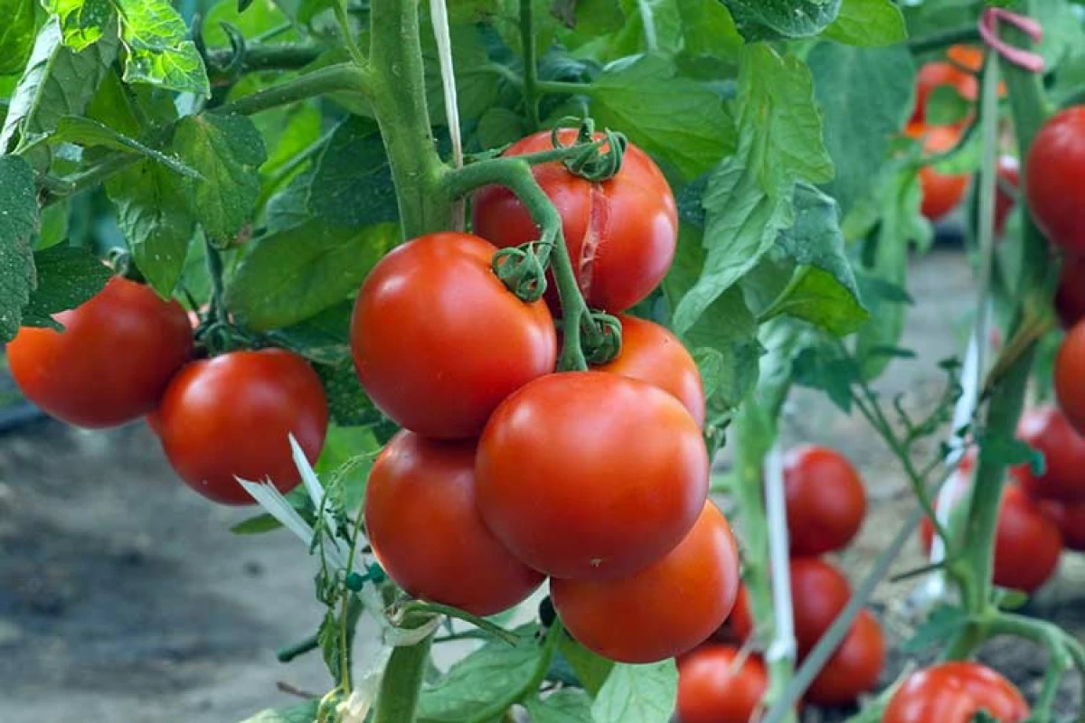 5 Common Mistakes When Planting Tomato Seedlings in a Greenhouse and in the Garden