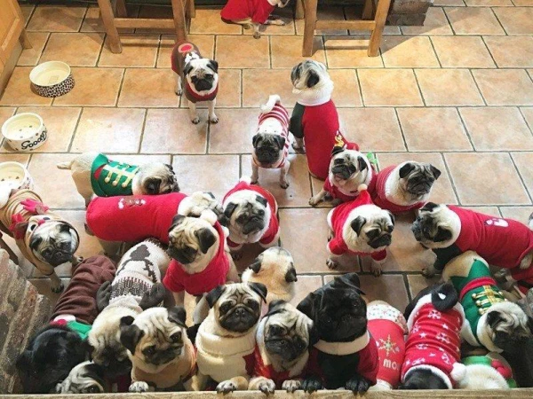 Scientists Recognize Pugs as 'Unusual Dogs': Reasons