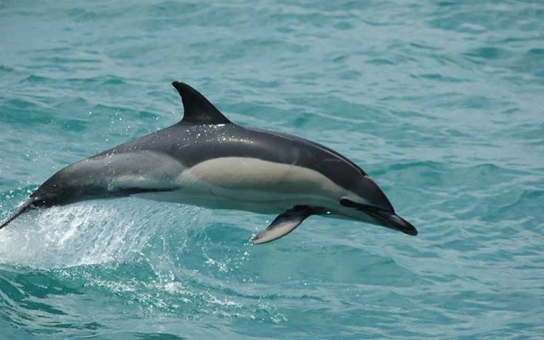 How Dolphins Heal from Skin Diseases