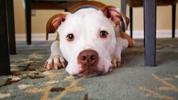 How to Stop a Puppy from Chewing Furniture