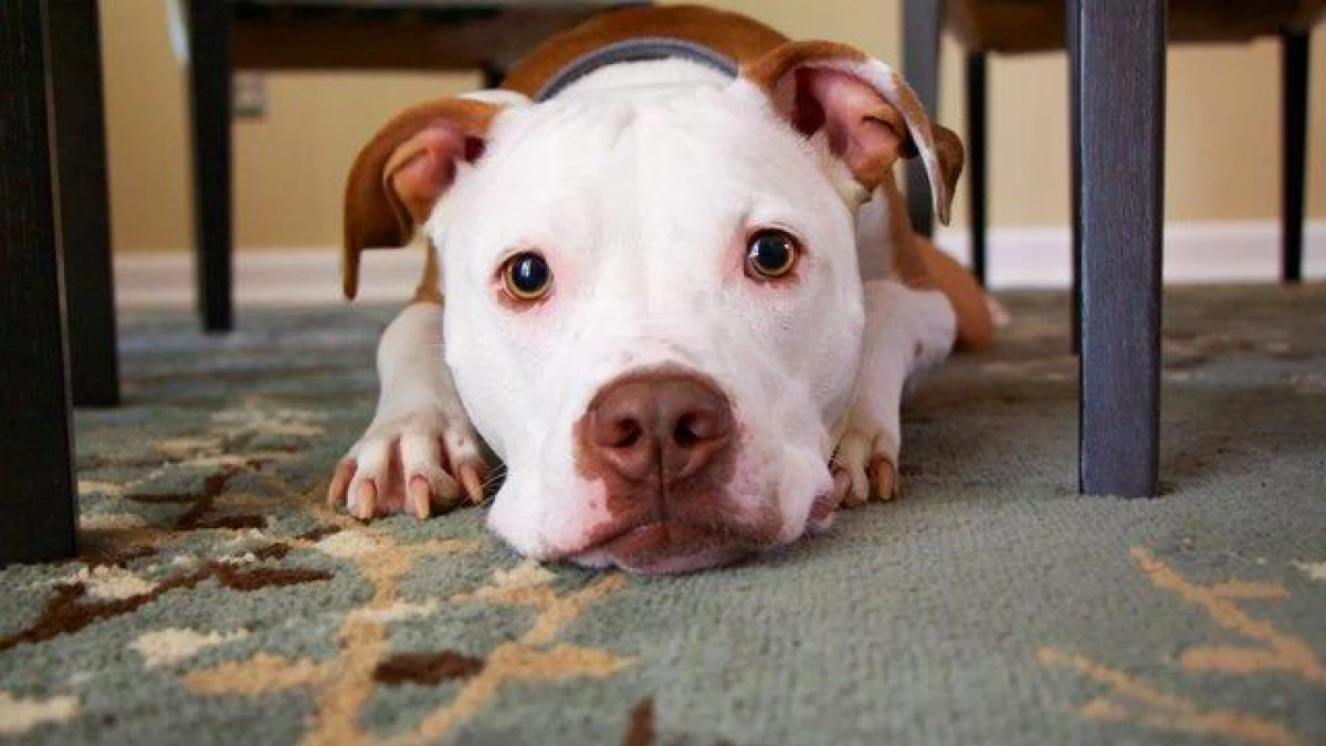 How to Stop a Puppy from Chewing Furniture